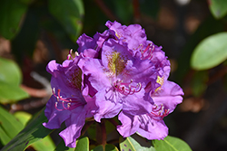 Dandy Man Purple Rhododendron (Rhododendron 'LAVJ2011') at Stonegate Gardens