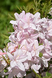 White Lights Azalea (Rhododendron 'White Lights') at Lakeshore Garden Centres