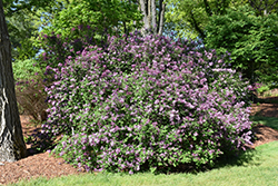 Red Pixie Lilac (Syringa 'Red Pixie') at Stonegate Gardens