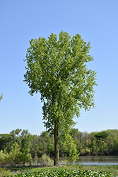 Black Poplar (Populus trichocarpa) at Stonegate Gardens