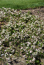 Ground Hug Aronia (Aronia melanocarpa 'UCONNAM012') at Lakeshore Garden Centres