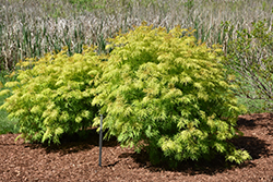 Lemony Lace Elder (Sambucus racemosa 'SMNSRD4') at Lakeshore Garden Centres