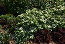 Wabi Sabi Doublefile Viburnum (Viburnum plicatum 'SMVPTFD') at Lakeshore Garden Centres
