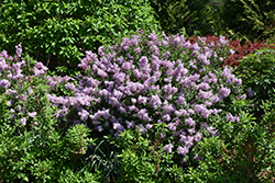 Bloomerang Dwarf Purple Lilac (Syringa 'SMNJRPU') at Stonegate Gardens