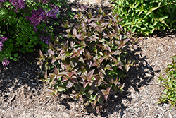 Kodiak Black Diervilla (Diervilla rivularis 'SMNDRSF') at Lakeshore Garden Centres