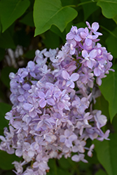 Scentara Double Blue Lilac (Syringa x hyacinthiflora 'SMNSHBBL') at Stonegate Gardens