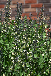Decadence Vanilla Cream False Indigo (Baptisia 'Vanilla Cream') at Lakeshore Garden Centres