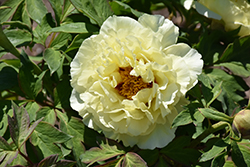High Noon Tree Peony (Paeonia suffruticosa 'High Noon') at Stonegate Gardens
