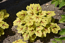 Catching Fire Foamy Bells (Heucherella 'Catching Fire') at Lakeshore Garden Centres