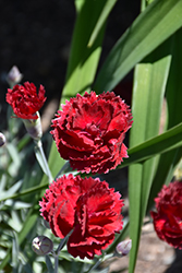 Pretty Poppers Electric Red Pinks (Dianthus 'Electric Red') at Stonegate Gardens