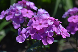 Cloudburst Phlox (Phlox 'Cloudburst') at Lakeshore Garden Centres