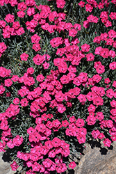 Paint The Town Red Pinks (Dianthus 'Paint The Town Red') at Stonegate Gardens