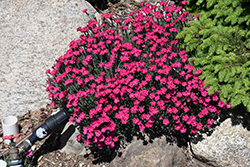 Paint The Town Red Pinks (Dianthus 'Paint The Town Red') at Lakeshore Garden Centres