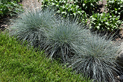 Blue Whiskers Blue Fescue (Festuca glauca 'Blue Whiskers') at Stonegate Gardens