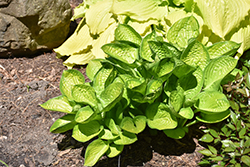 Rainforest Sunrise Hosta (Hosta 'Rainforest Sunrise') at Lakeshore Garden Centres