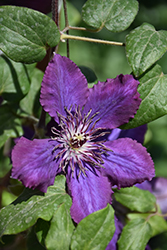 Honora Clematis (Clematis 'Honora') at Stonegate Gardens