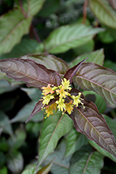 Nightglow Diervilla (Diervilla splendens 'El Madrigal') at Lakeshore Garden Centres