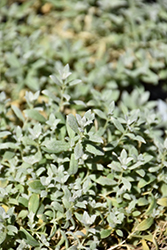 Silver Carpet Snow-In-Summer (Cerastium tomentosum 'Silver Carpet') at Stonegate Gardens