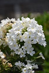 Early White Garden Phlox (Phlox paniculata 'Early White') at Lakeshore Garden Centres