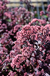 Desert Red Stonecrop (Sedum 'Desert Red') at Lakeshore Garden Centres