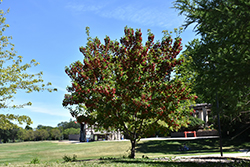 Hot Wings Tatarian Maple (Acer tataricum 'GarAnn') at Lakeshore Garden Centres
