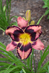 Simmons Overture Daylily (Hemerocallis 'Simmons Overture') at Lakeshore Garden Centres