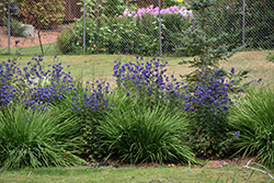 Common Monkshood (Aconitum napellus) at Lakeshore Garden Centres