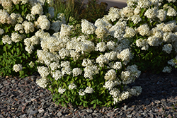 Bobo Hydrangea (Hydrangea paniculata 'ILVOBO') at A Very Successful Garden Center