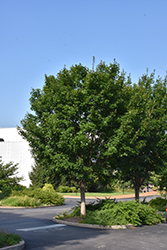 State Street Miyabe Maple (Acer miyabei 'Morton') at Lakeshore Garden Centres