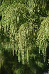 Shawnee Brave Baldcypress (Taxodium distichum 'Shawnee Brave') at Lakeshore Garden Centres
