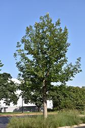 Swamp Chestnut Oak (Quercus michauxii) at Lakeshore Garden Centres