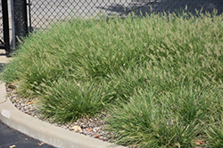 Cassian Dwarf Fountain Grass (Pennisetum alopecuroides 'Cassian') at Lakeshore Garden Centres