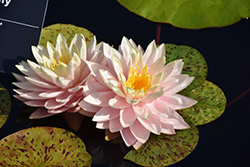 Awesome Hardy Water Lily (Nymphaea 'Awesome') at Stonegate Gardens