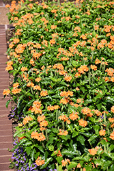 Orange Marmalade Firecracker Plant (Crossandra infundibuliformis 'Orange Marmalade') at Stonegate Gardens