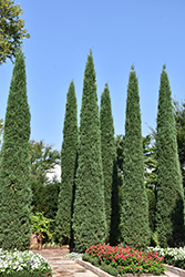 Taylor Redcedar (Juniperus virginiana 'Taylor') at A Very Successful Garden Center
