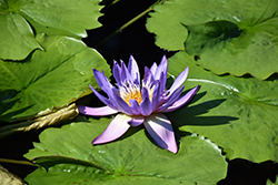 Midnight Tropical Water Lily (Nymphaea 'Midnight') at Stonegate Gardens