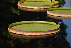 Santa Cruz Tropical Water Lily (Victoria cruziana) at Stonegate Gardens