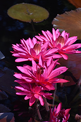 Rojjana Ubol Tropical Water Lily (Nymphaea 'Rojjana Ubol') at Stonegate Gardens
