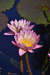 Tropic Sunset Tropical Water Lily (Nymphaea 'Tropic Sunset') at Stonegate Gardens