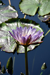 Southern Charm Tropical Water Lily (Nymphaea 'Southern Charm') at Lakeshore Garden Centres