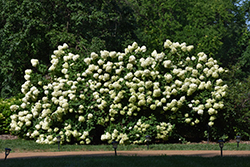 Limelight Hydrangea (Hydrangea paniculata 'Limelight') at Lakeshore Garden Centres