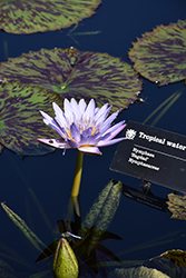 Bagdad Tropical Water Lily (Nymphaea 'Bagdad') at Stonegate Gardens