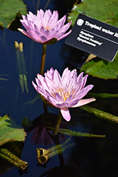 General Pershing Tropical Water Lily (Nymphaea 'General Pershing') at Stonegate Gardens