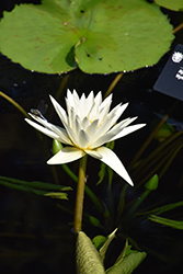 Isabelle Pring Tropical Water Lily (Nymphaea 'Isabelle Pring') at Stonegate Gardens