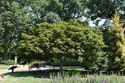 Trompenburg Japanese Maple (Acer palmatum 'Trompenburg') at Stonegate Gardens