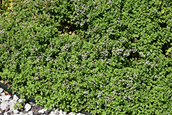 Russian Oregano (Origanum vulgare ssp. gracile) at Stonegate Gardens