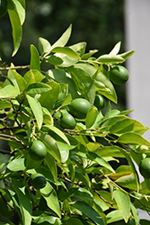 Key Lime (Citrus aurantifolia) at Stonegate Gardens