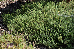 Common Thyme (Thymus vulgaris) at Stonegate Gardens