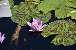 Key Largo Tropical Water Lily (Nymphaea 'Key Largo') at Stonegate Gardens