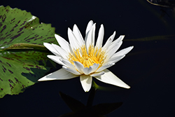 White Delight Tropical Water Lily (Nymphaea 'White Delight') at Stonegate Gardens
